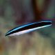 Bluestreak Cleaner Wrasse (Labroides Dimidiatus)