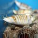 Melc Fighting Conch (Strombus spp.)