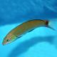 Lyretail Wrasse (Thalassoma Lunare) J