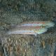 Diamond Watchman Goby (Puellaris Valenciennea)