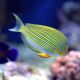 Clown Tang (Acanthurus Lineatus) S