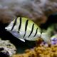 Convict Tang (Acanthurus Triostegus)