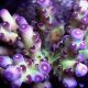Hawkin's Blue echinata (Acropora echinata)