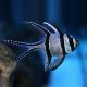 Kaudern's Cardinalfish (Pterapogon Kauderni) S