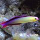 Firefish Purple (Nemateleotris Decora)