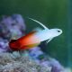 Firefish (Nemateleotris Magnifica)