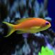 Lyretail Anthias (Pseudanthias Squamipinnis)