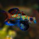 Green Mandarin (Synchiropus Splendidus)