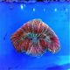 Brain Coral (Trachyphyllia spp.)