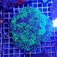 Coral  Branched  Euphyllia Ancora