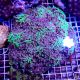 Hammer Coral  Branched  Euphyllia Ancora