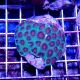 Coral Favia Spp . Red