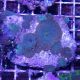 Blue Mushroom (Actinodiscus sp.)