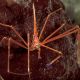 Crab Arrow Head  (Stenorhynchus Seticornis)