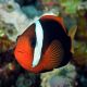 Cinnamon Clownfish (Amphiprion Melanopus)