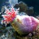 Clown Cucumber ( Pseudocolochirus violaceus )