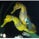 Seahorse Reidi - TANK BRED Hippocampus Reidi