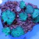 Blue Mushroom (Actinodiscus sp.)