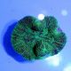 Brain Coral (Trachyphyllia spp.)