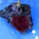 Red Mushroom (Actinodiscus sp.)