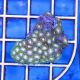 Colony Polyp (Zoanthus sp.)