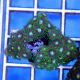 Colony Polyp (Zoanthus sp.)