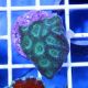 Brain Coral Pineapple (Favites spp.)