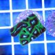 Brain Coral Pineapple (Favites spp.) Green White