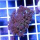 Colony Polyp (Zoanthus sp.)