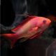 Lyretail Anthias (Pseudanthias Squamipinnis) Male