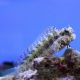 Sailfin/Algae Blenny (Salarias Fasciatus)