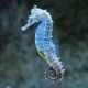 Seahorse ReidSeahorse Kuda - TANK BRED Hippocampus Kudai - TANK BRED Hippocampus Reidi