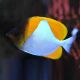 Yellow Pyramid Butterflyfish (Hemitaurichthys Polylepis)