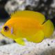  Peste LEMON PEEL Melanesia Centropyge Flavissima