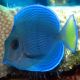 Blue Caribbean Tang (Acanthurus coeruleus)
