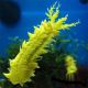 Sea Cucumber, Yellow (Colochirus Robustus)
