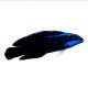 Springeri Dottyback (Pseudochromis springerii)