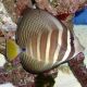 Sailfin Tang (Zebrasoma Veliferum) S