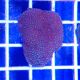 Superman Montipora Coral (Montipora Danae)