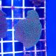 Superman Montipora Coral (Montipora Danae)