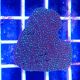 Superman Montipora Coral (Montipora Danae)
