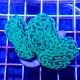 Hammer Coral  Branched  Euphyllia Ancora