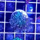 Hammer Coral  Branched  Euphyllia Ancora