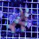 Coral Stylophora Spp