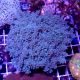 Coral Euphyllia Yaeyamaensis