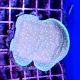 Coral Turbinaria Spp