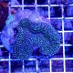 Coral Lobophyllia Spp