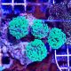 Euphyllia Paraancora Green