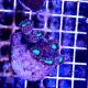Trumpet Coral (Caulastrea Curvata)