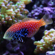 Blue Star Leopard Wrasse  (Macropharyngodon bipartitus)